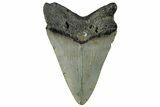 Serrated, Fossil Megalodon Tooth - North Carolina #295122-1